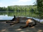 Leo taking it easy